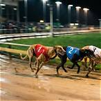 how to bet on greyhound dogs